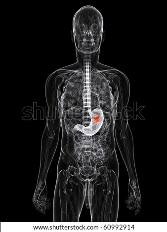 gallbladder anatomy diagram. Stomach+anatomy+diagram