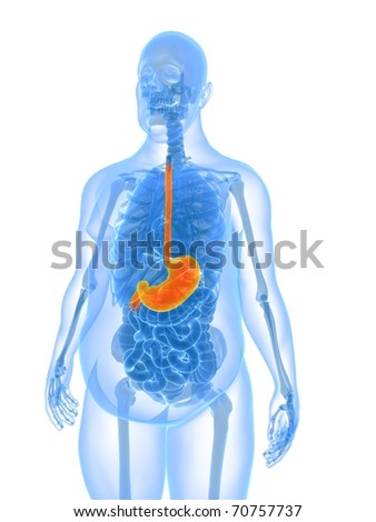 Overweight Male Anatomy - Stomach Stock Photo 70757737 : Shutterstock