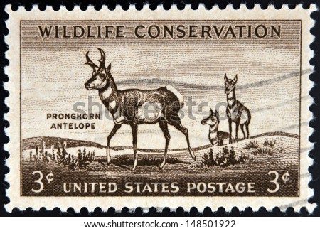 UNITED STATES OF AMERICA - CIRCA 1956: A stamp printed in USA commemorating Wildlife Conservation shows a Male Pronghorn Antelope and two females, circa 1956.