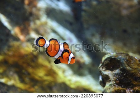 reef fish , clown fish or anemone fish