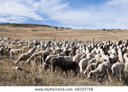herd of goats and sheep