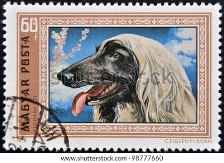 HUNGARY - CIRCA 1972: A stamp printed in Hungary shows an Afghan Hound , circa 1972