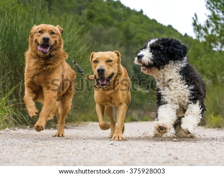 photograph of a dogs running