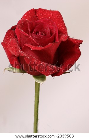 fresh rose with wather  sparks