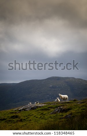 Hill sheep near the cloudline in overcast weather