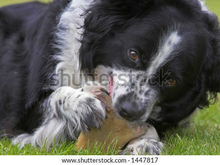 Border Collie dog chewing a bone