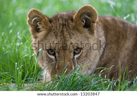 Lion stalking in the grass