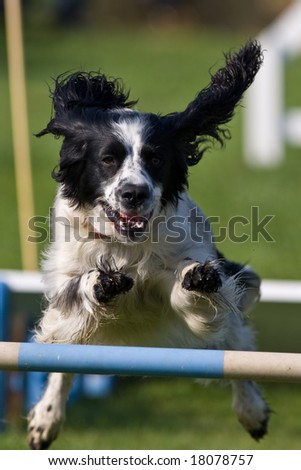 Dog Jumping Fence