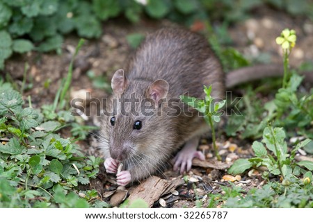 Wild Brown Rat eating seeds, and grain