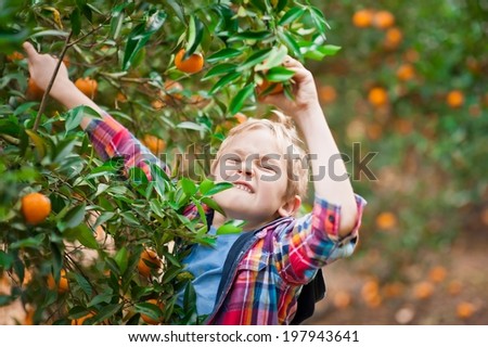 Young boy picking up mandarins at a fruit farm on a warm summer day