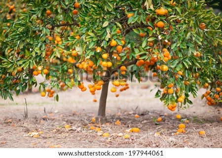 Mandarin tree full of ripe mandarins on a fruit farm