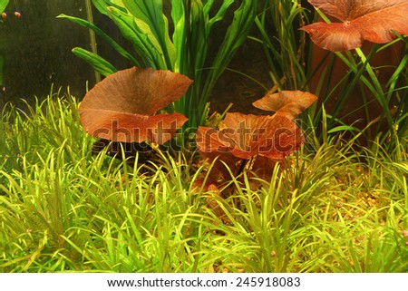 red aquarium plant lotus