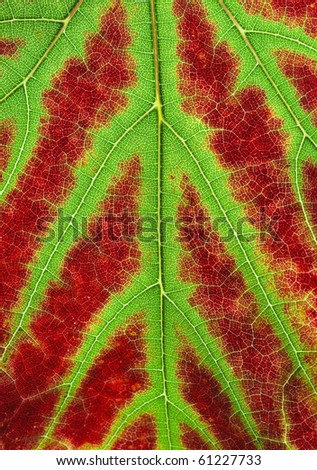 vine leaf macro shot leaf tuning to autumn  colours