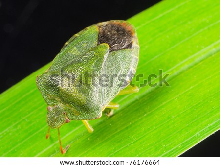 juniper shield bug