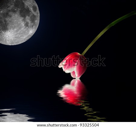 tulip in moonlight with water reflection