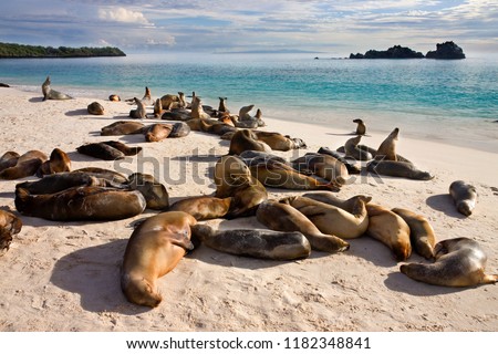 Galapagos Sea Lions (Zalophus wollebaeki). The colony at Gardner Bay on Espanola in the Galapagos Islands, Ecuador.