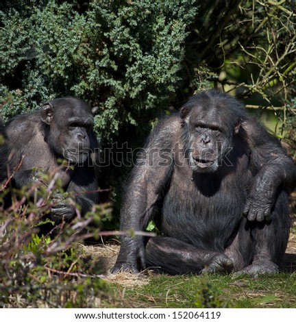 Two Chimpanzee (Pan troglodytes) in northern Zambia. Chimpanzees are members of the Hominidae family, along with gorillas, humans, and orangutans. Chimpanzee are the closest living relatives to humans