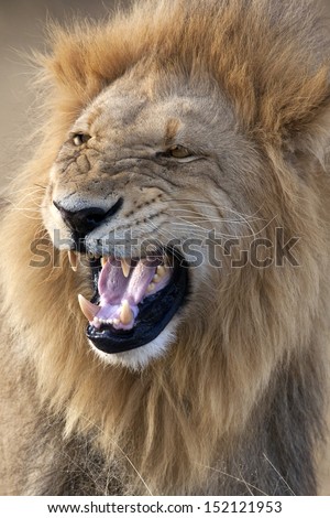 A mature male lion ( Panthera leo) in the Savuti Region of Botswana