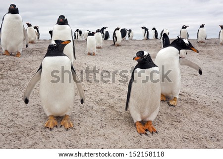 Gentoo Penguin colony (Pygoscelis papua) - Volunteer Point in East Falkland in the Falkland Islands (Islas Malvinas)