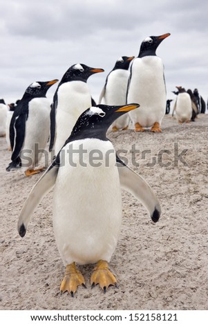 Gentoo Penguin colony (Pygoscelis papua) - Volunteer Point in East Falkland in the Falkland Islands.