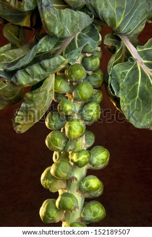 Brussels Sprouts (Brassica oleracea) Forerunners to modern Brussels sprouts were cultivated in ancient Rome. Brussels sprouts as we now know them were grown as early as 1200s in what is now Belgium.