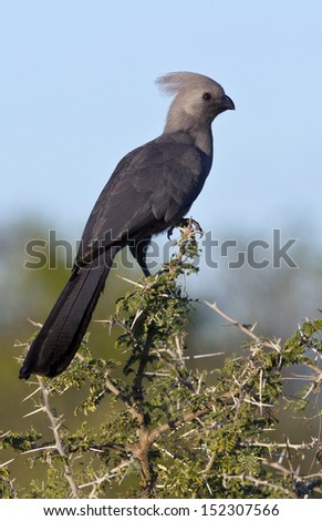 A Grey Lourie or Go-Away Bird (Corythaixoides concolor) in the Savuti region of Botswana