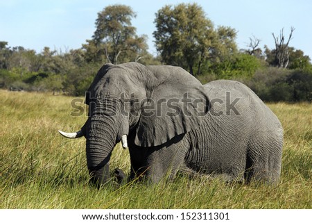 African Elephant (Loxodonta africana) in the Savuti area of Botswana