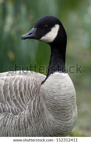 The Canada Goose (Branta canadensis) is a goose belonging to the genus Branta, which is native to North America. It breeds in Canada and the northern United States.