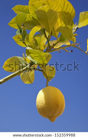 A lemon growing on the branch of a lemon tree in the sunshine of southern Spain.