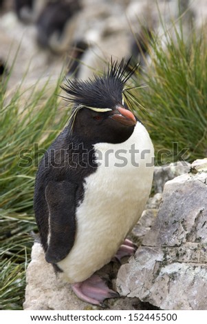 Rockhopper Penguin (Eudyptes Chrysocome) on Pebble Island on West Falkland in The Falkland Islands