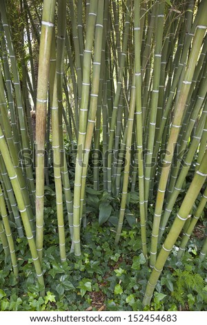Bamboo - A giant woody grass that grows chiefly in the tropics, where it is widely cultivated. The hollow jointed stem of this plant is used as a cane or to make furniture etc.