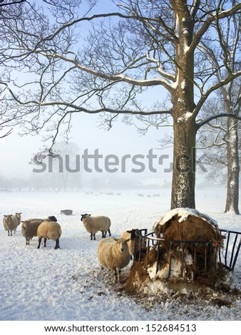 Feeding sheep on a farm in winter snow in North Yorkshire in the United Kingdom.