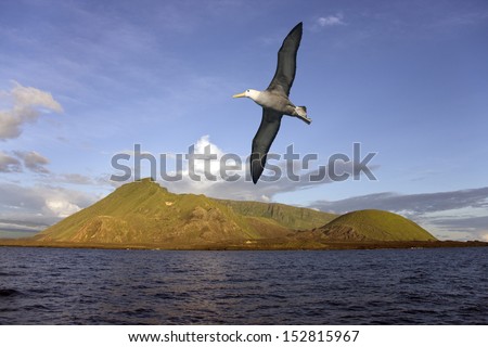 Black-Browed Albatross Flying Near The Ecuador Volcano On Isabella Island In The Galapagos Islands. The Least Active Of The 6 Volcano\'S On Isabella. It Is Exactly On The Equator.