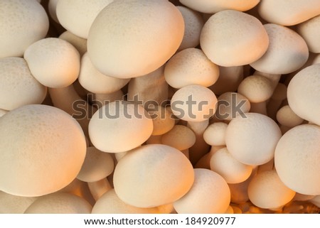 Shimeji are small edible mushrooms native to eastern Asia, especially Japan.