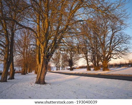 A country road through trees in winter - North Yorkshire in northeast England.