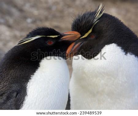 Rockhopper Penguins (Eudyptes Chrysocome) on Pebble Island in West Falkland in The Falkland Islands.