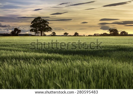 Evening sun over a crop of wheat in a farmers field. North Yorkshire in the United Kingdom.