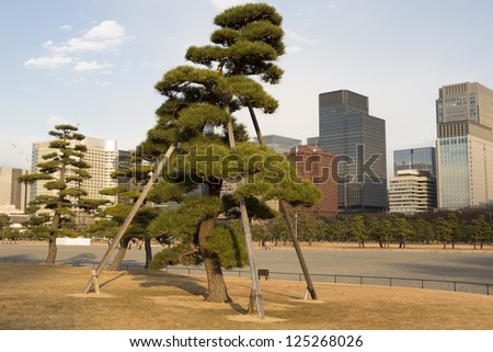 Trimmed trees, looking like giant bonsai, stand outside the Imperial Palace, Tokyo.