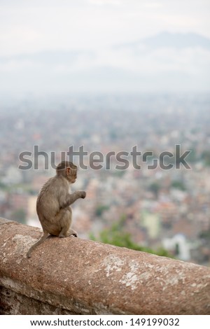 Monkey at the Monkey temple in Kathmandu. Swayambhunath is an ancient religious complex atop a hill in the Kathmandu Valley, west of Kathmandu city.