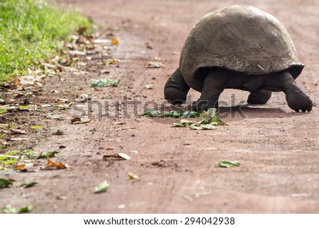 Giant Galapagos land turtle, eating grass in El Chato Tortoise Reserve. Galapagos islands 2015.