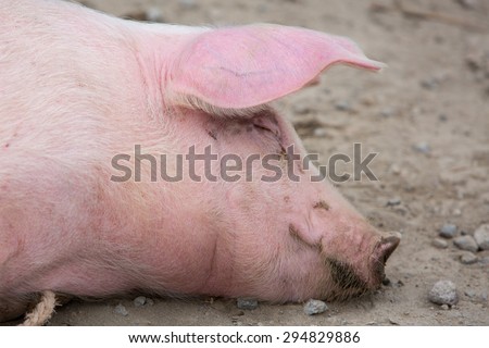 Signle pink pig wallowing in the mud at an outdoor live animal market in Otavalo, Ecuador