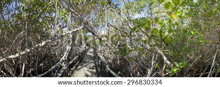 Panorama of wooden path way across the mangrove on Isabela Island. Galapagos Islands. Ecuador 2015