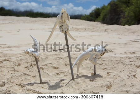 Animal white skull head bones planted in the sand on wood sticks on a wild beach in the Galapagos Islands. Ecuador
