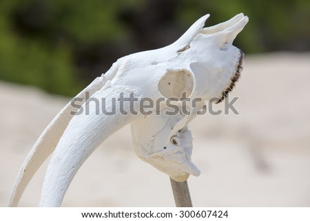 Animal white skull head bone planted in the sand on a wood stick on a wild beach in the Galapagos Islands. Ecuador