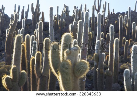 Group of Huge Trichoreus cactus standing on Isla Incahuasi (Isla del Pescado) in the middle of the world\'s biggest salt plain Salar de Uyuni, the Island is covered with cactus. Bolivia