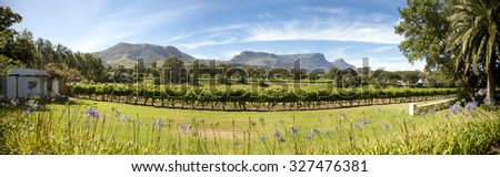 CAPE TOWN, SOUTH AFRICA, DECEMBER 14: Panorama of a wine producer in South Africa with Table mountain and clear blue sky, Cape Town. Shouth Africa 2009