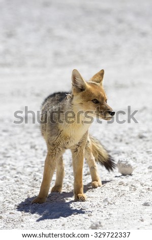Andean fox stairing at the camera during the day in the Atacama desert, Bolivia