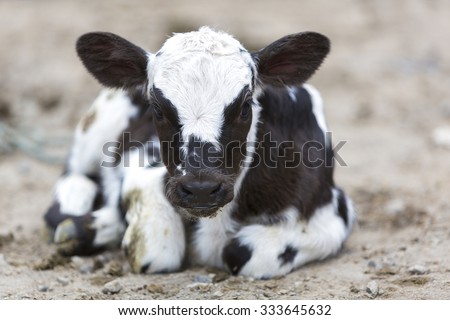 Spotted baby cow resting on the ground at the animal Andean market of Otavalo and looking at the camera. Ecuador 2015 (Selective focus)