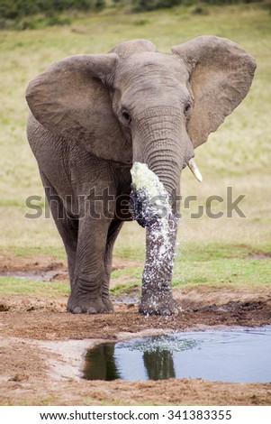 Portrait of baby male elephant in Addo National Park. South Africa