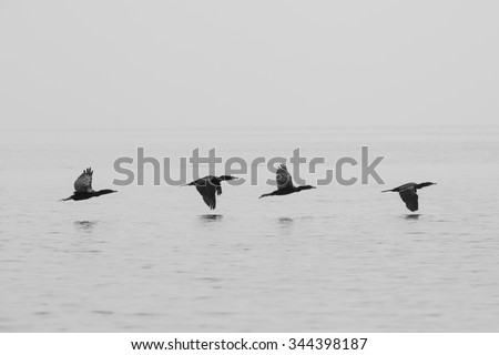 Group of four birds flying in a row close to the lake Maracaibo with blurred white background. Cienagas de Juan Manuel National Park. Venezuela 2015 (Black and white image)